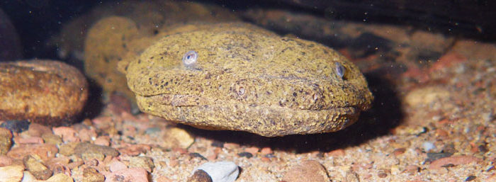 Eastern Hellbender