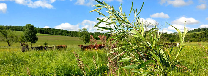 South Lebanon Buffer Project